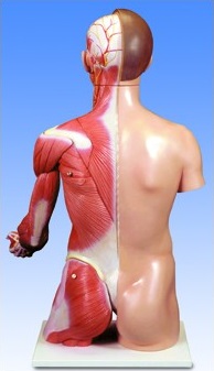 Organy i narządy 3B Scientific B42