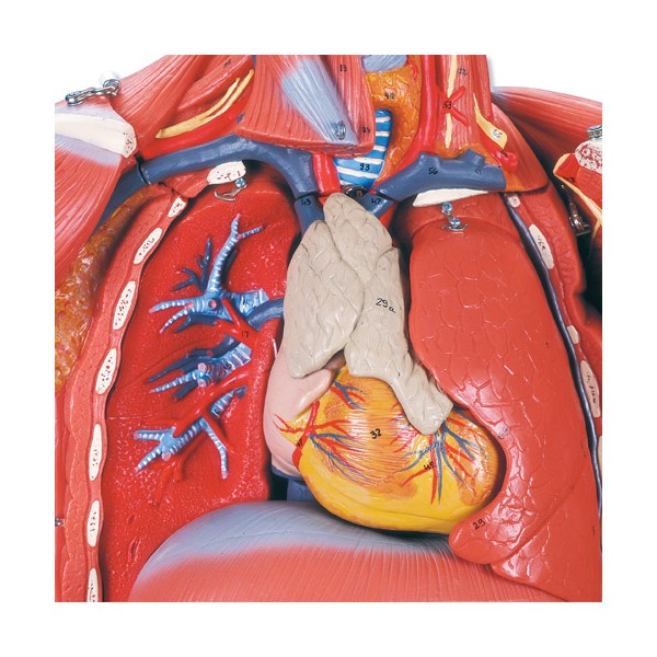 Organy i narządy 3B Scientific B50