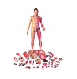 Organy i narządy 3B Scientific B53