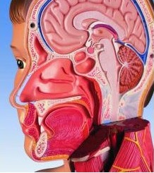 Organy i narządy 3B Scientific B53