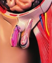 Organy i narządy 3B Scientific B53