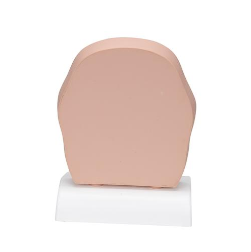 Organy i narządy 3B Scientific C13/1