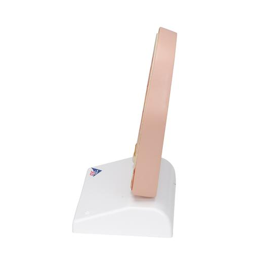 Organy i narządy 3B Scientific C13/1