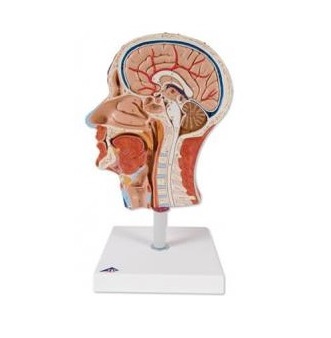 Organy i narządy 3B Scientific C14