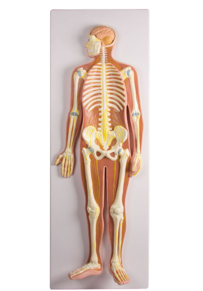 Organy i narządy 3B Scientific C240