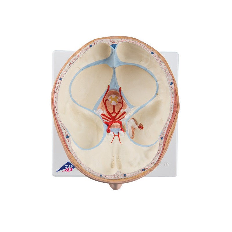 Organy i narządy 3B Scientific C25