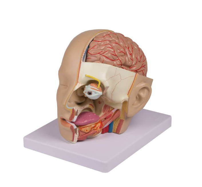 Organy i narządy 3B Scientific C250