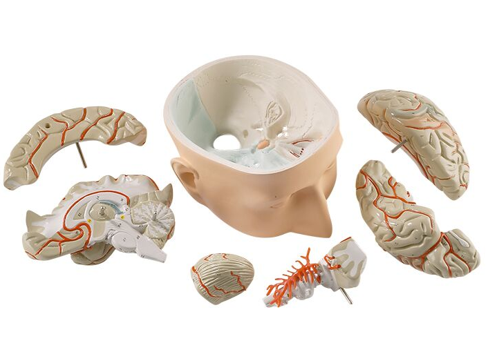 Organy i narządy 3B Scientific C320