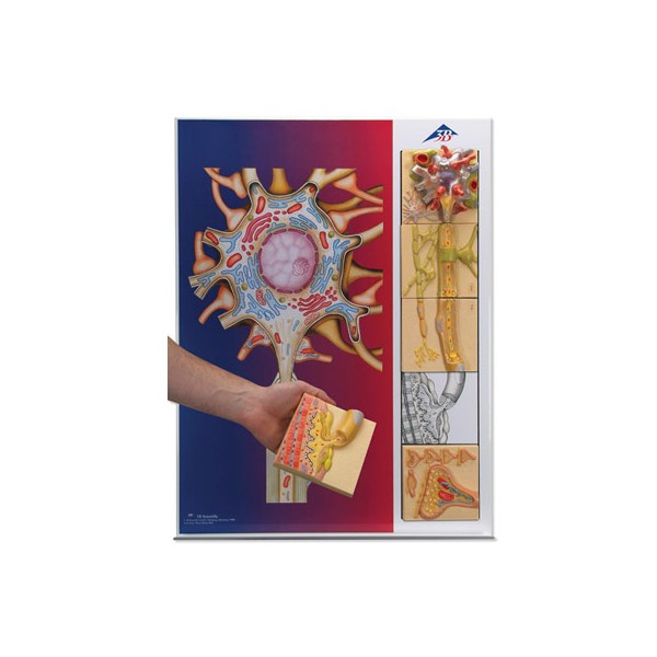 Organy i narządy 3B Scientific C40