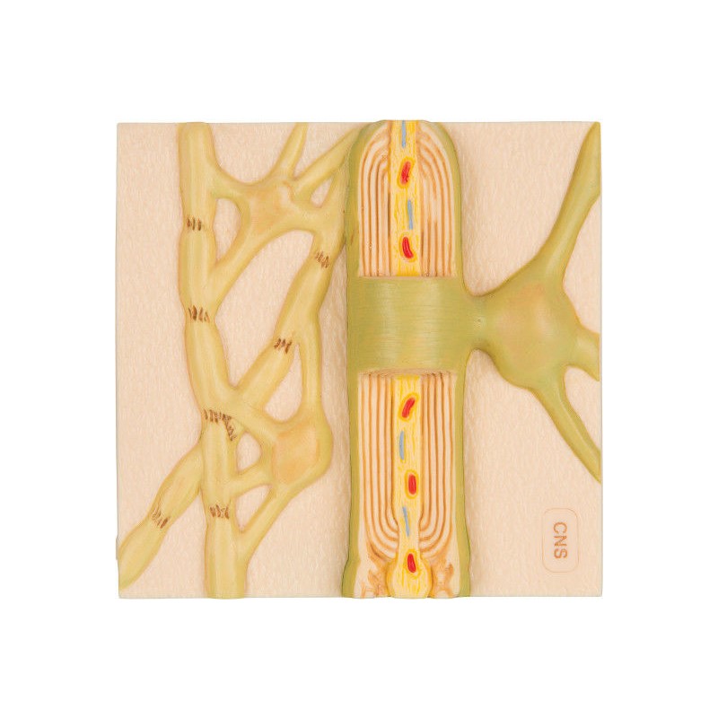 Organy i narządy 3B Scientific C40/2