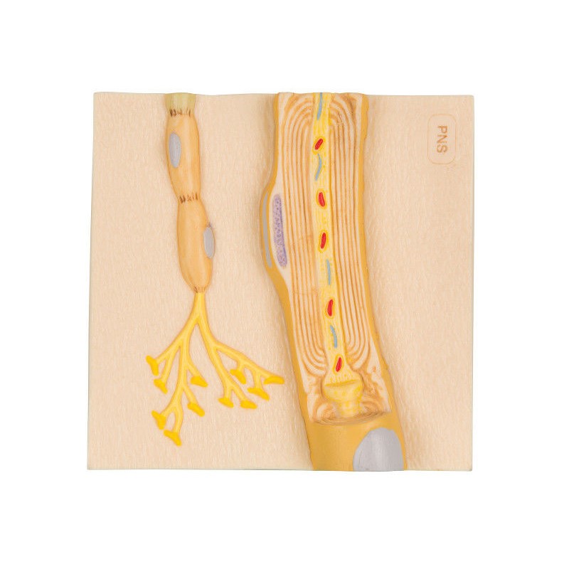 Organy i narządy 3B Scientific C40/3