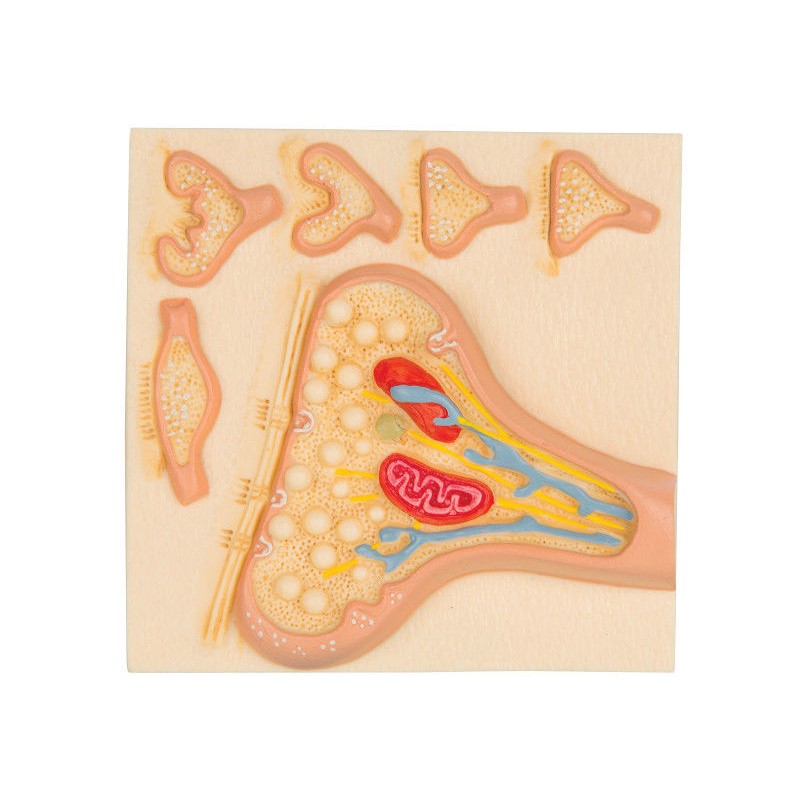 Organy i narządy 3B Scientific C40/5