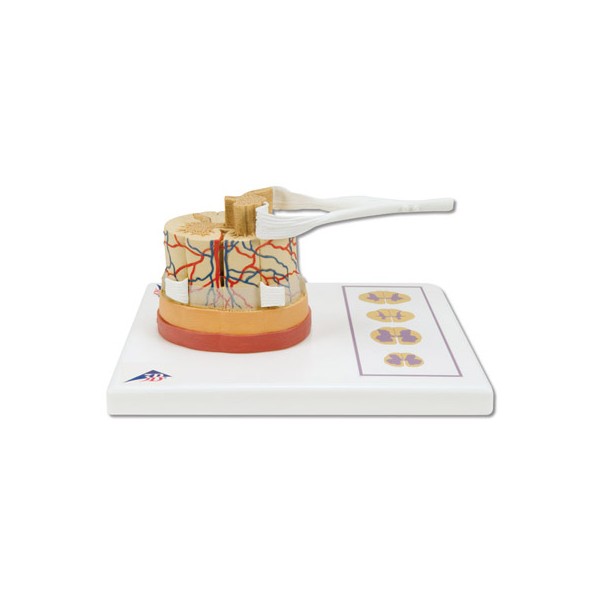 Organy i narządy 3B Scientific C41