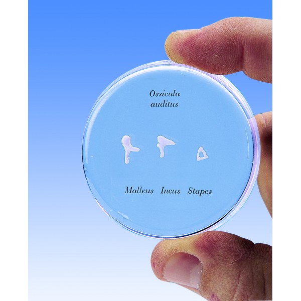 Organy i narządy 3B Scientific E13