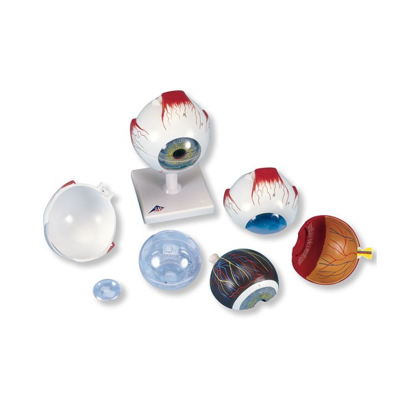 Organy i narządy 3B Scientific F10