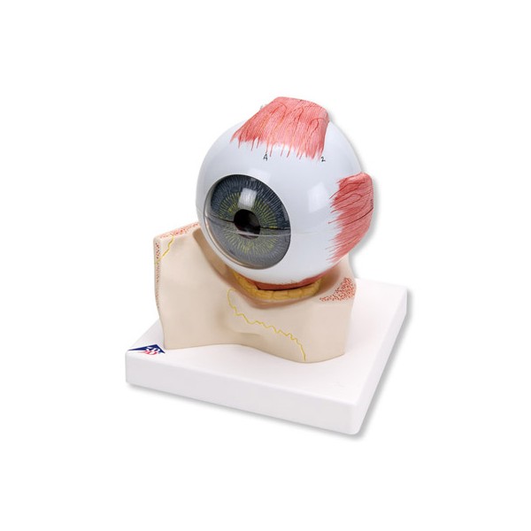 Organy i narządy 3B Scientific F11