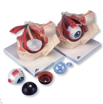 Organy i narządy 3B Scientific F13