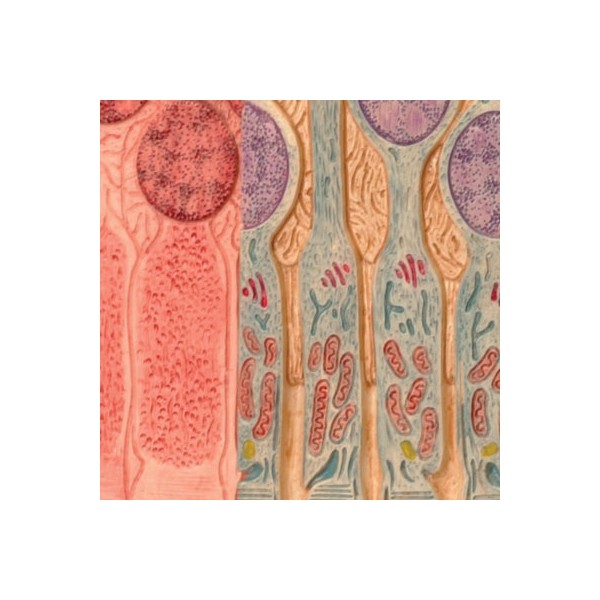 Organy i narządy 3B Scientific F16