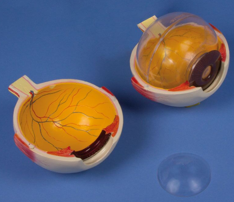 Organy i narządy 3B Scientific F220