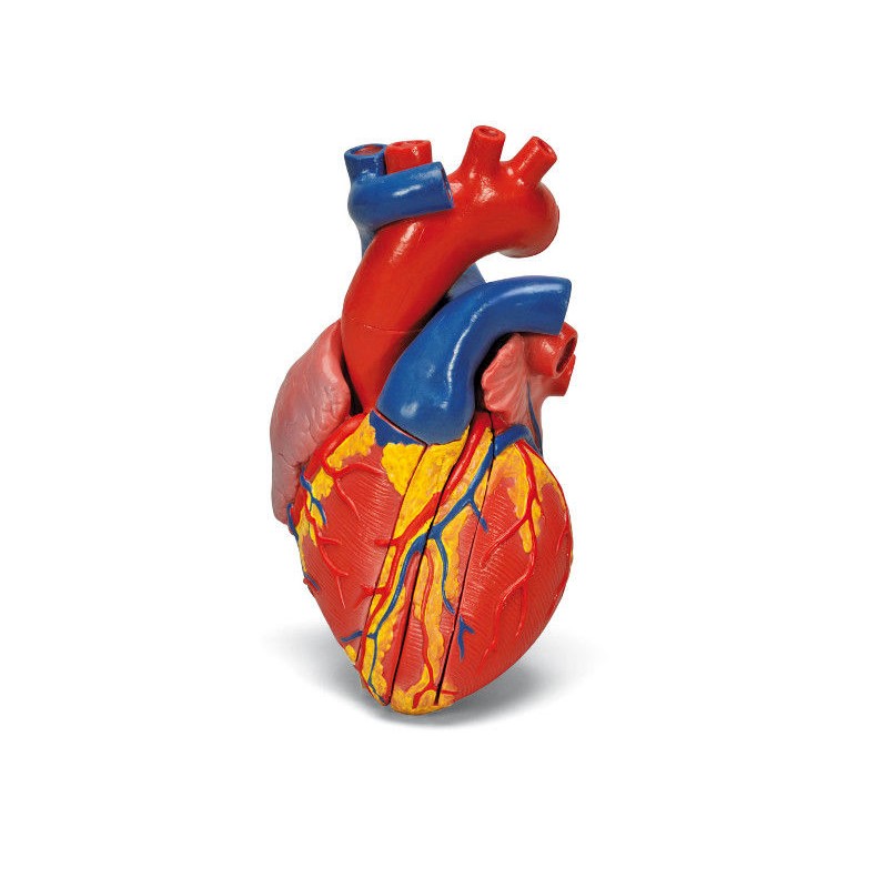 Organy i narządy 3B Scientific G01