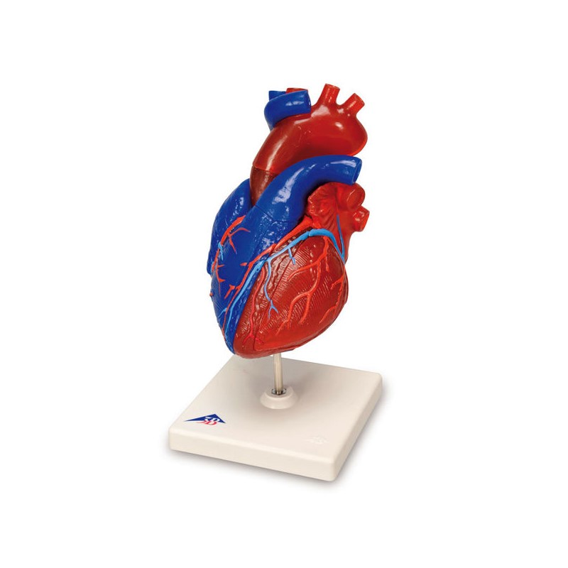 Organy i narządy 3B Scientific G01/1