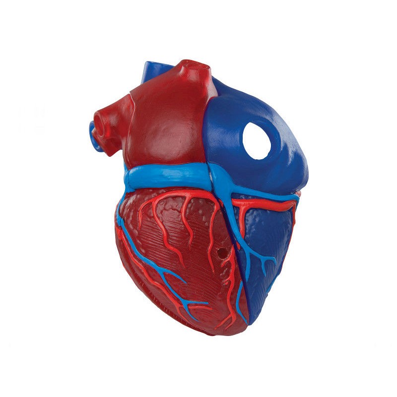 Organy i narządy 3B Scientific G01/1