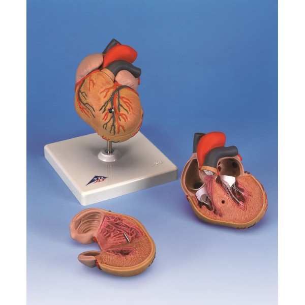 Organy i narządy 3B Scientific G04