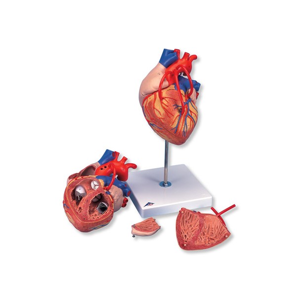 Organy i narządy 3B Scientific G06