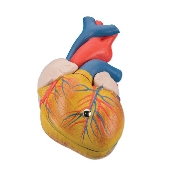 Organy i narządy 3B Scientific G08