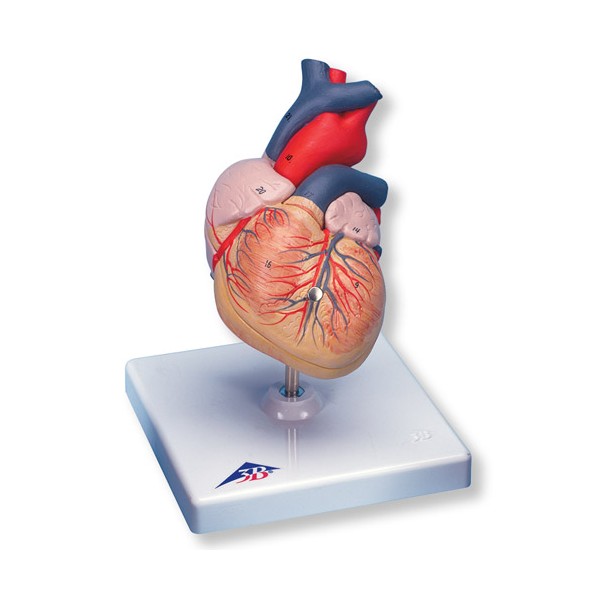 Organy i narządy 3B Scientific G08