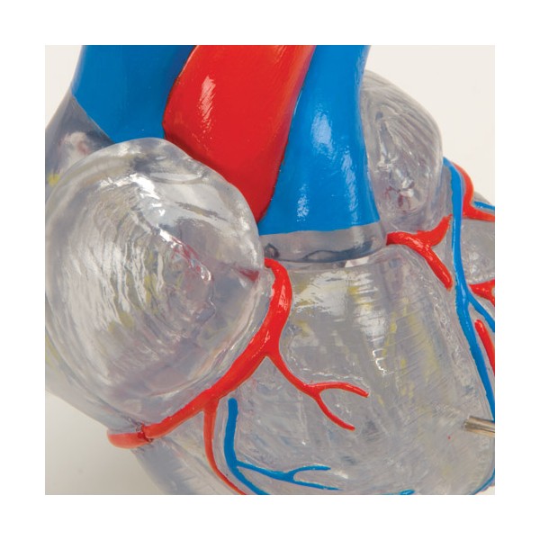 Organy i narządy 3B Scientific G08/3