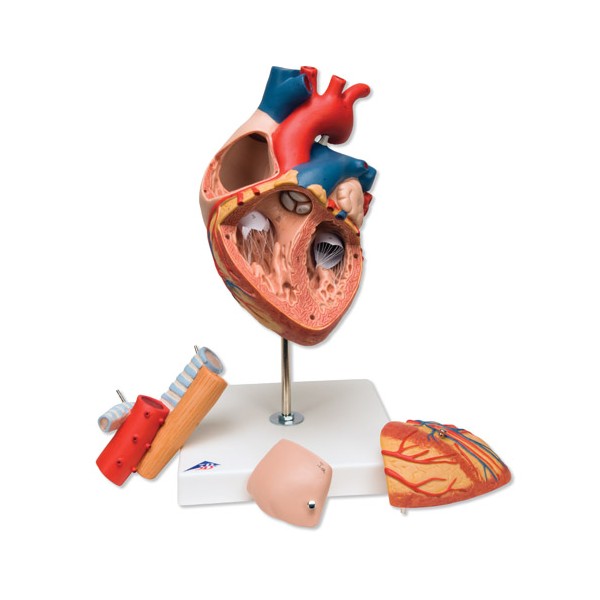 Organy i narządy 3B Scientific G13