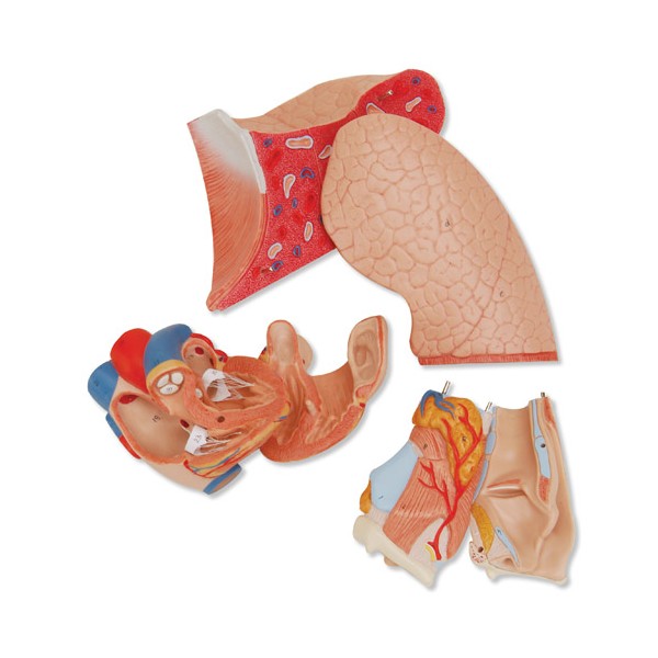 Organy i narządy 3B Scientific G15