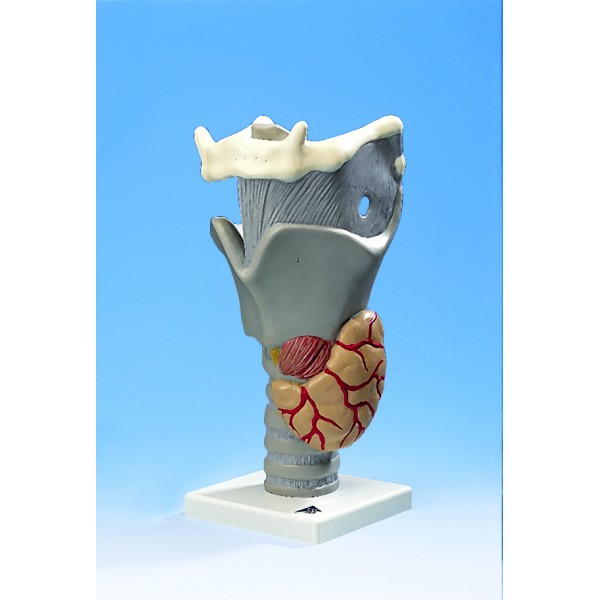 Organy i narządy 3B Scientific G20