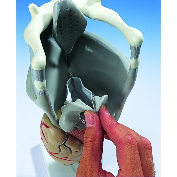 Organy i narządy 3B Scientific G20