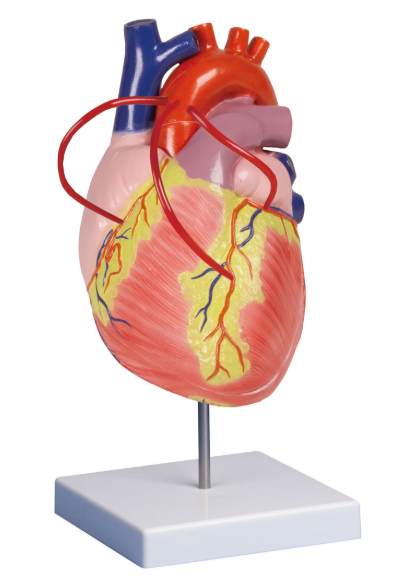 Organy i narządy 3B Scientific G206