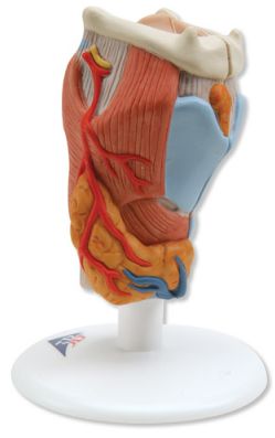 Organy i narządy 3B Scientific G22