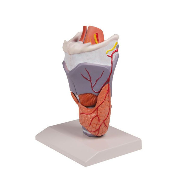 Organy i narządy 3B Scientific G221