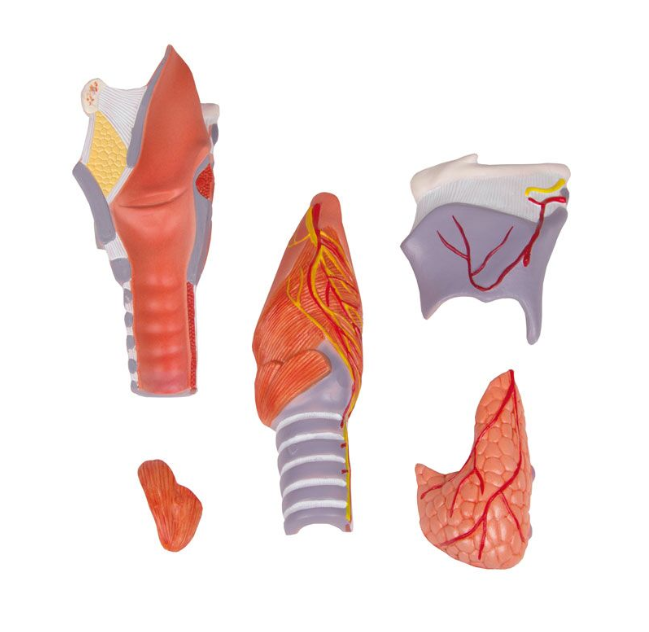 Organy i narządy 3B Scientific G221