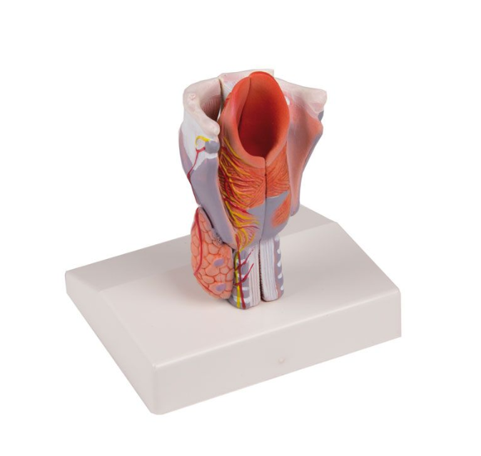 Organy i narządy 3B Scientific G223