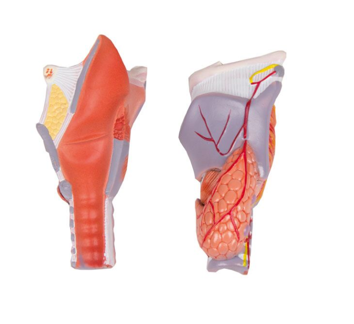 Organy i narządy 3B Scientific G223