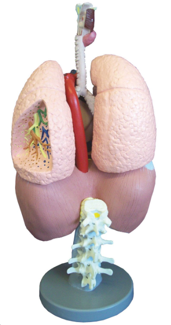 Organy i narządy 3B Scientific G410