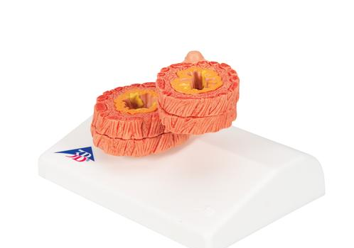 Organy i narządy 3B Scientific G50/1