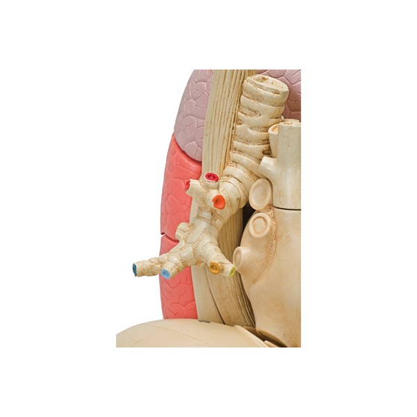 Organy i narządy 3B Scientific G70