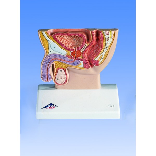 Organy i narządy 3B Scientific H12