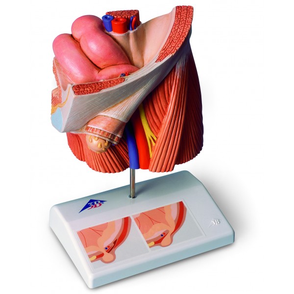 Organy i narządy 3B Scientific H13