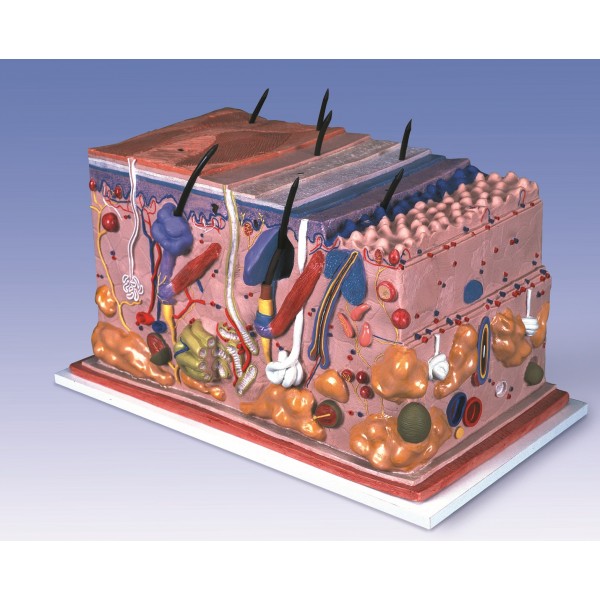 Organy i narządy 3B Scientific J13