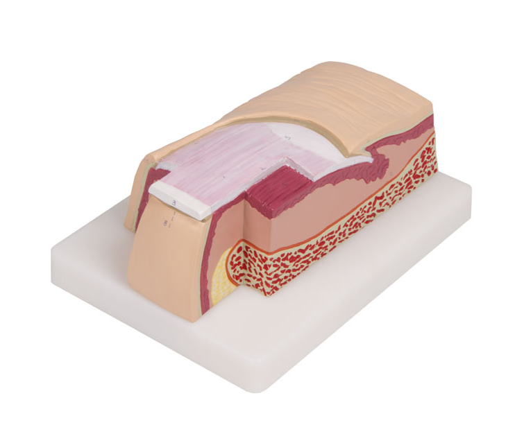 Organy i narządy 3B Scientific J60
