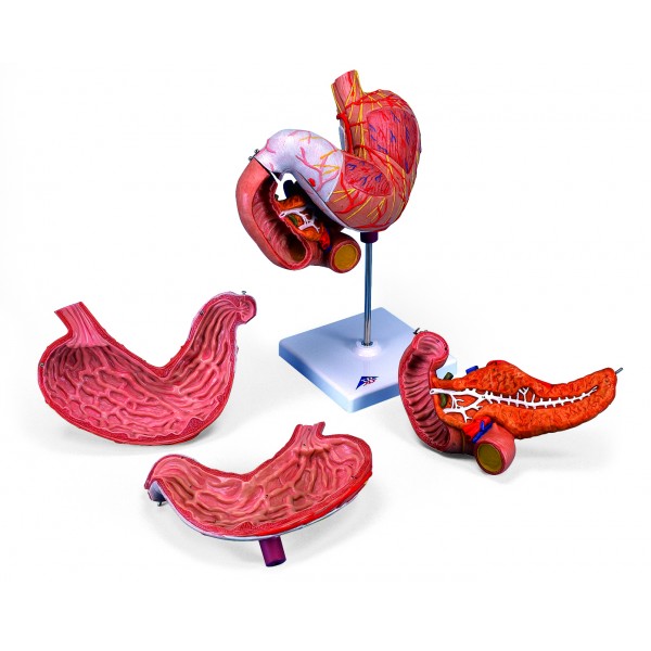Organy i narządy 3B Scientific K16