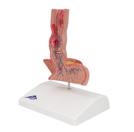 Organy i narządy 3B Scientific K18